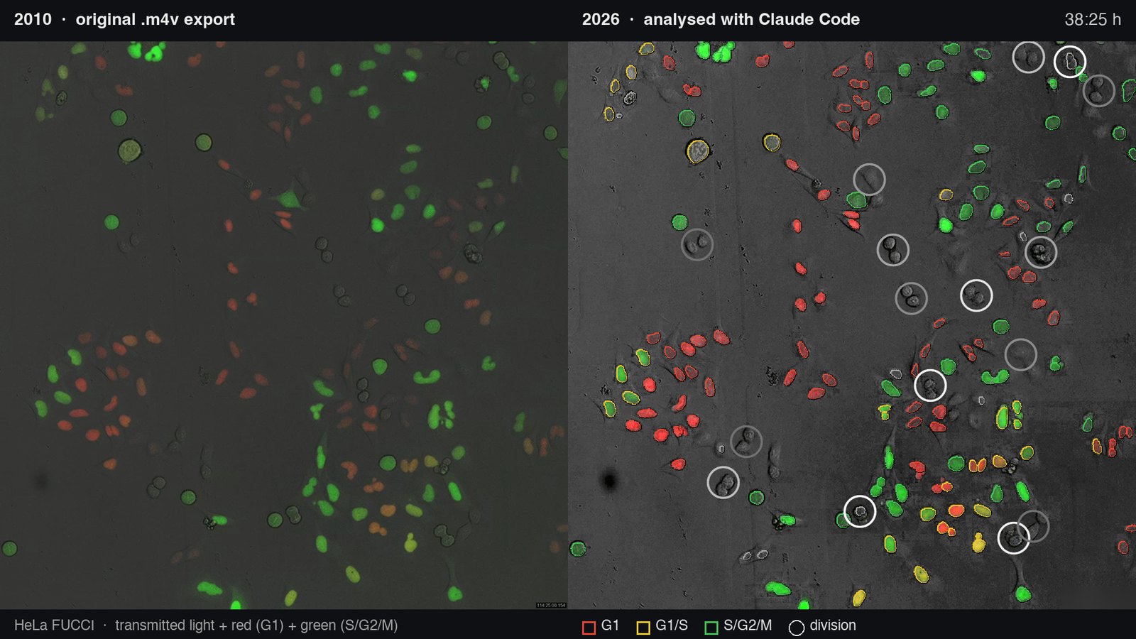 Side-by-side: the original 2010 video frame on the left, the same frame with nucleus outlines coloured by cell-cycle phase and white rings on recent divisions on the right.