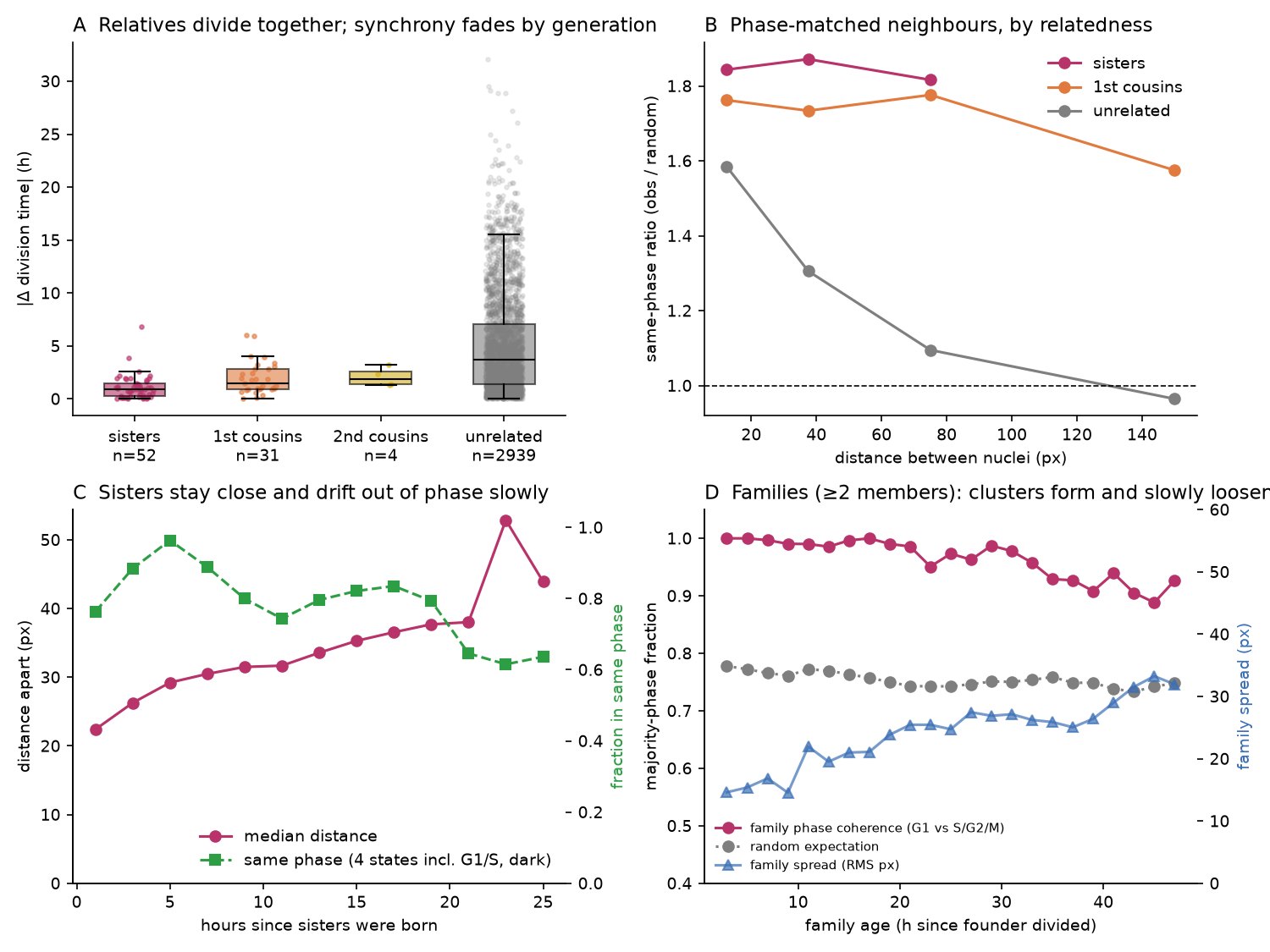 Four panels: division-time difference by relatedness; same-phase ratio against distance; sister distance and phase agreement over time; family coherence and spread against family age.
