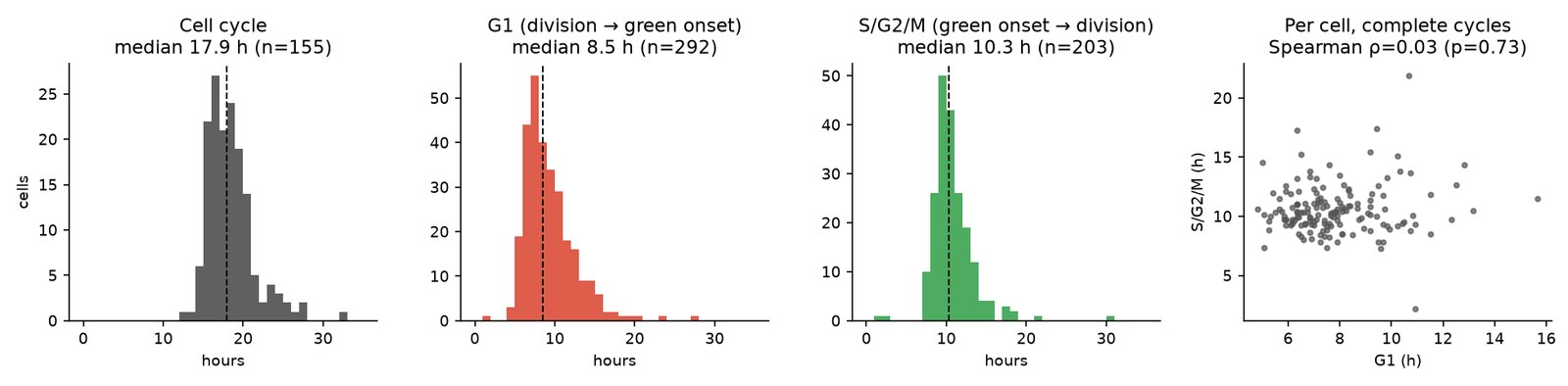 Histograms of cell cycle, G1 and S/G2/M durations, and a scatter plot of G1 against S/G2/M per cell.