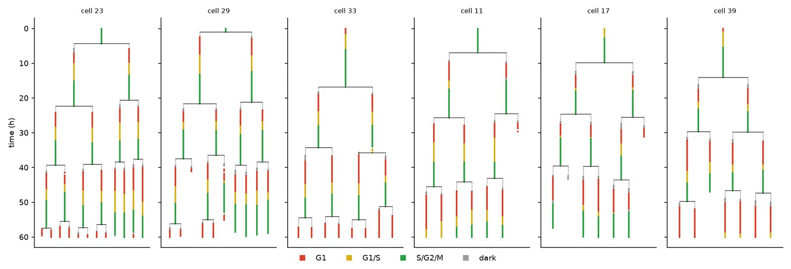 Six lineage trees, time running downwards over 60 hours, each branch coloured red, yellow, green and grey by phase.