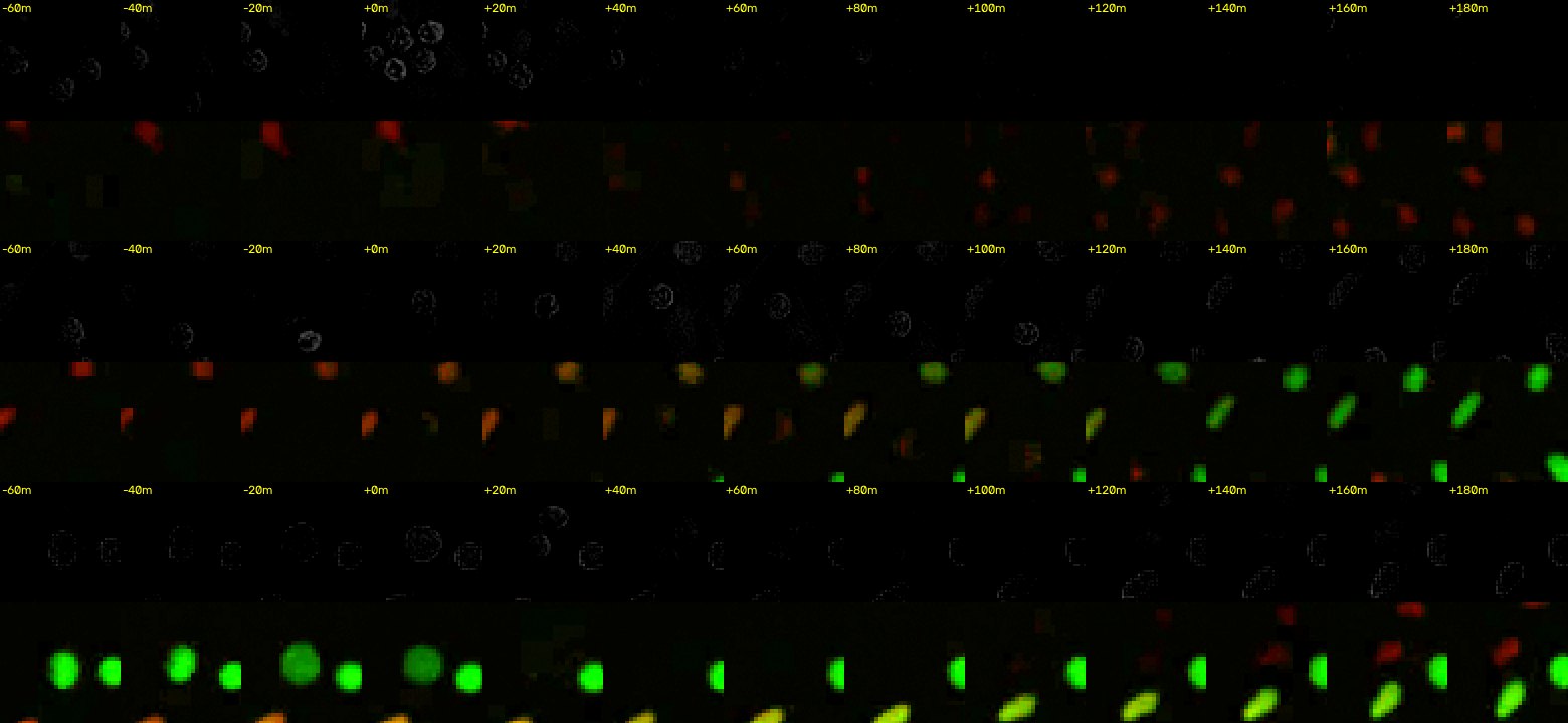 Three rows of image tiles every 20 minutes around a rounding event, each tile showing transmitted light above and FUCCI colour below.