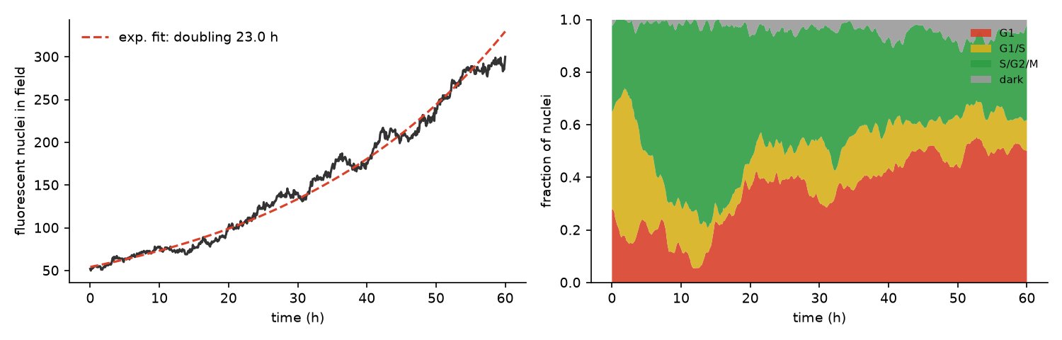 Left: nucleus count rising from about 50 to 300 over 60 hours with an exponential fit. Right: stacked fractions of cells in each phase over time.