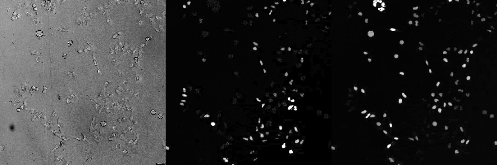 Three grey-scale panels: transmitted light showing cell outlines, the red channel showing G1 nuclei, and the green channel showing S/G2/M nuclei.